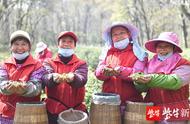 「影片」春分节气，南京钟山雨花茶的采摘工作已经开始