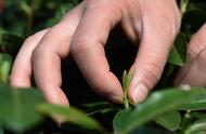 社会视角下的南京钟山雨花春茶开采（2）