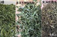 哪里的黄山毛峰最受欢迎？高山茶优势明显