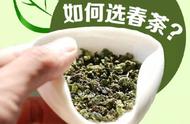 养生小贴士：五步教您轻松选到春茶！