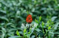 陈年武夷岩茶：感受传统与现代的交融