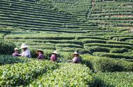 高山绿茶，婺源的味道