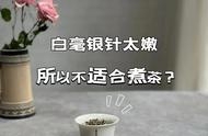 白茶煮茶新方法：白毫银针太嫩不能煮，老叶的寿眉才适合煮茶！