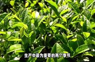 春茶与秋茶：茶叶界的两大翘楚