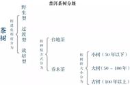 普洱茶购买锦囊：了解分级体系，轻松选购