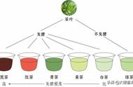 六大茶类发酵程度及特色解读（大臻论茶318）