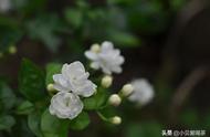 揭秘茉莉花茶的三大谜团：有花与无花，哪个才是真正的正统？