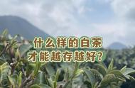 白茶收藏宝典：5年、10年、15年后，什么样的白茶最具潜力？