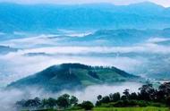 庐山云雾茶：高山云雾，茶的魅力？