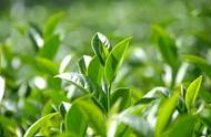 茶叶品鉴指南：春茶和秋茶为何胜过夏茶？