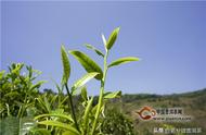 春茶、夏茶、秋茶：三种茶叶的对比分析