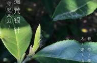 春茶冷知识：白毫银针的“毫”有何独特之处？