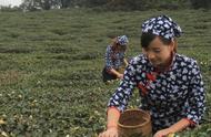 蒙顶黄芽：清末时节的茶道体验