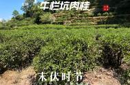 台地茶的茶叶世界：西湖龙井、武夷岩茶、信阳毛尖和白茶