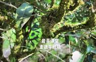 武夷岩茶大红袍、肉桂、水仙的回甘生津：图解全解析