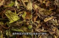 白茶鉴别小窍门，让你喝茶更放心