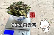 白茶探秘：5个关键词带你深入了解