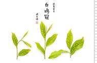 乌龙茶的故事：基本茶类的生动描绘