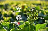 同一山头的普洱茶：春茶、夏花、秋茶的味蕾盛宴