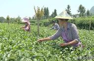 筠连：大山茶农的夏季采茶之旅