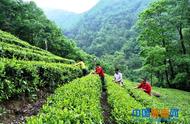 陇南康县阳坝镇宋沟村茶农的夏季茶叶采摘工作