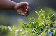 湖南张家界：“长寿藤茶”秋季采摘，茶香四溢