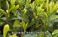 六大茶类的分类，你清楚吗？