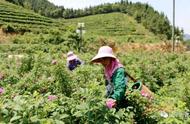 乐平历居山的扶贫之路：玫瑰花茶采摘加工繁忙情景