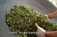 黄茶：品味人生的苦涩与甜美