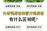 头春鸭屎香与雪片鸭屎香：揭示它们之间的微妙差别