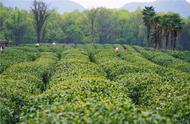 清明节，感受西湖龙井茶的自然魅力