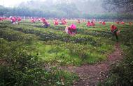 南京雨花茶开采，百余名采茶女为2019明前茶增色添彩