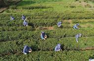 钟山景区雨花茶新季开采，市民有机会亲身体验采茶炒茶