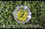 白茶的魅力：解析其功效和作用