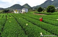 【产业升级引领】永安镇：夏季茶叶生产兴旺，茶农收入增长