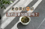 老白茶闷泡技巧大公开：茶掌柜推荐，年份真的很重要吗？