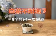 白茶泡不持久的五大原因，你陷入了哪个困境？