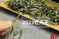 2023牡丹王：太姥白茶的美妙之旅