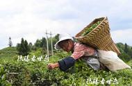 炎炎夏日，农村妇女不畏酷暑，上山采摘夏茶，日赚百元