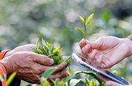 炒青始祖茶与集大成茶：探索其独特之处