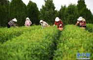 日照山东：秋茶采摘，忙碌的生活