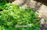 太平猴魁：茶叶界的璀璨明珠