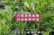 广西六堡茶冲泡指南