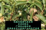 六堡茶的独特风味：探寻其特点