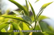 【健康生活】绿茶：神奇的健康之饮