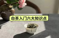 白茶新手宝典：6个问题让你轻松入门