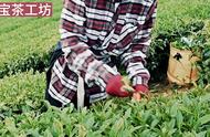 末宝茶工坊2023冬茶制茶全过程