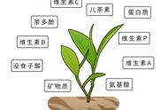 长期喝茶的人，最后会有何发展？研究揭示：三大益处逐渐展现