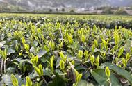 富硒绿茶：一杯茶的健康守护神