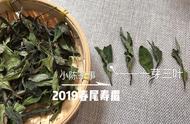 为什么白茶总是让人不满意？这5个原因或许能解答你的困惑